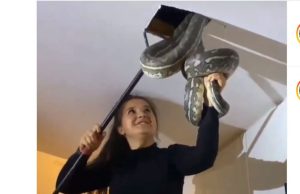 Fearless Australian Woman Removes Two Huge Snakes from Her Terrace