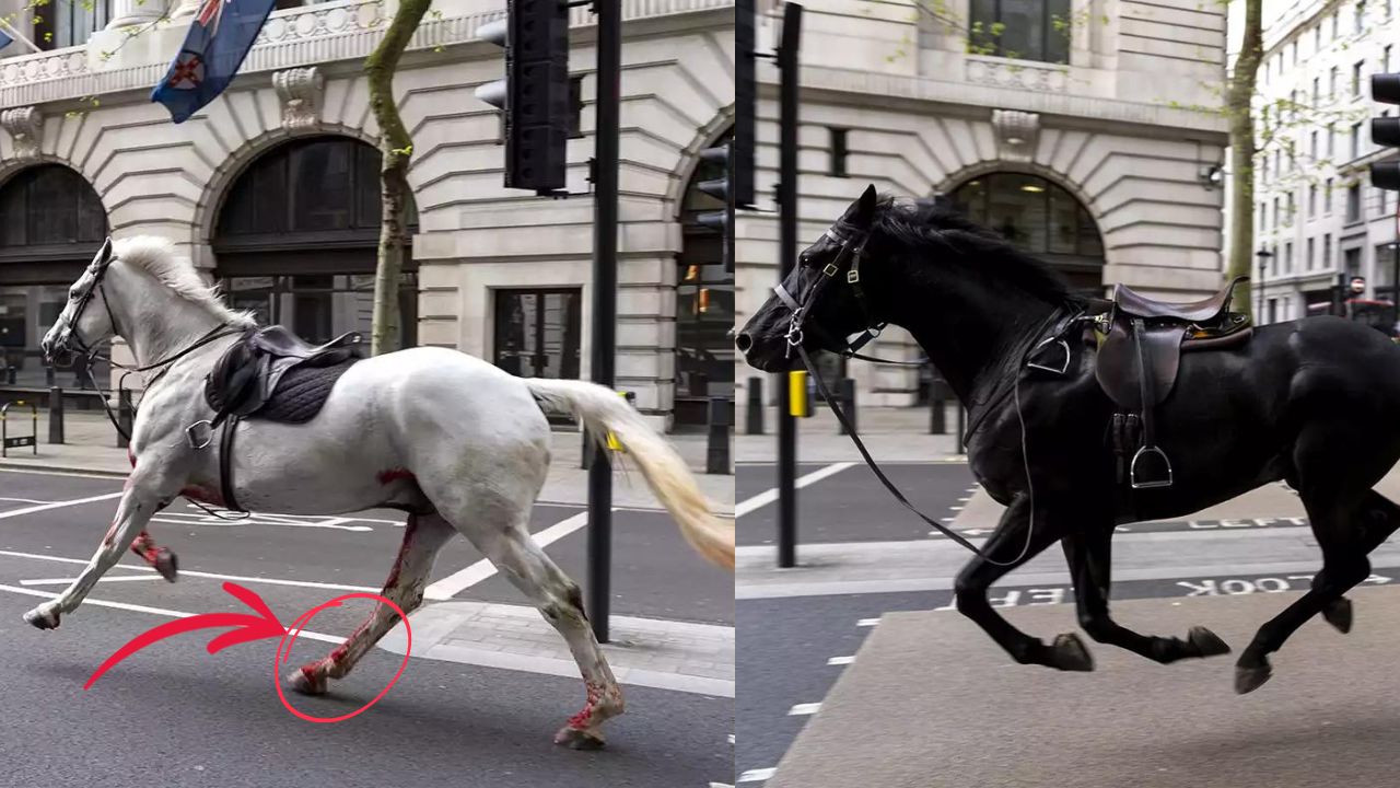 London's Royal Horses Injured and on the Loose An Update